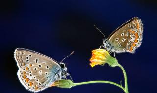 双双化成彩蝶的是 双双化成彩蝶的是